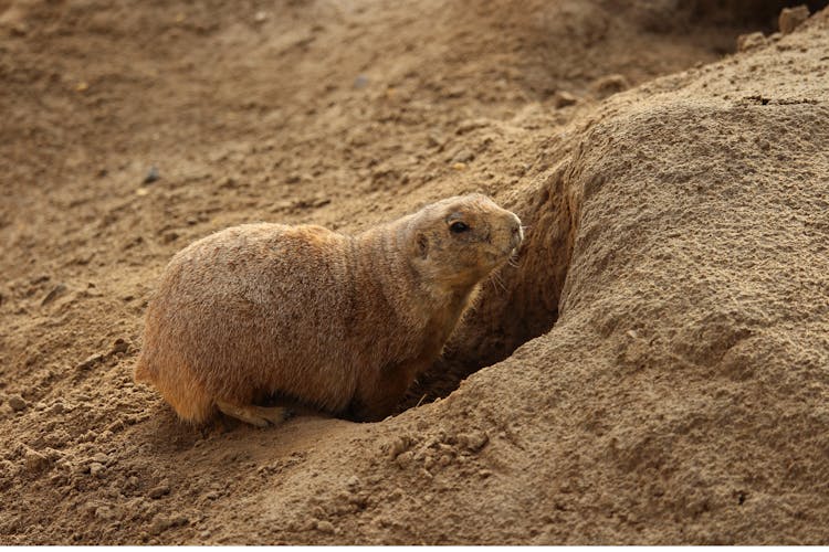 Close-Up Photo Of Rodent Going Inside A Hole