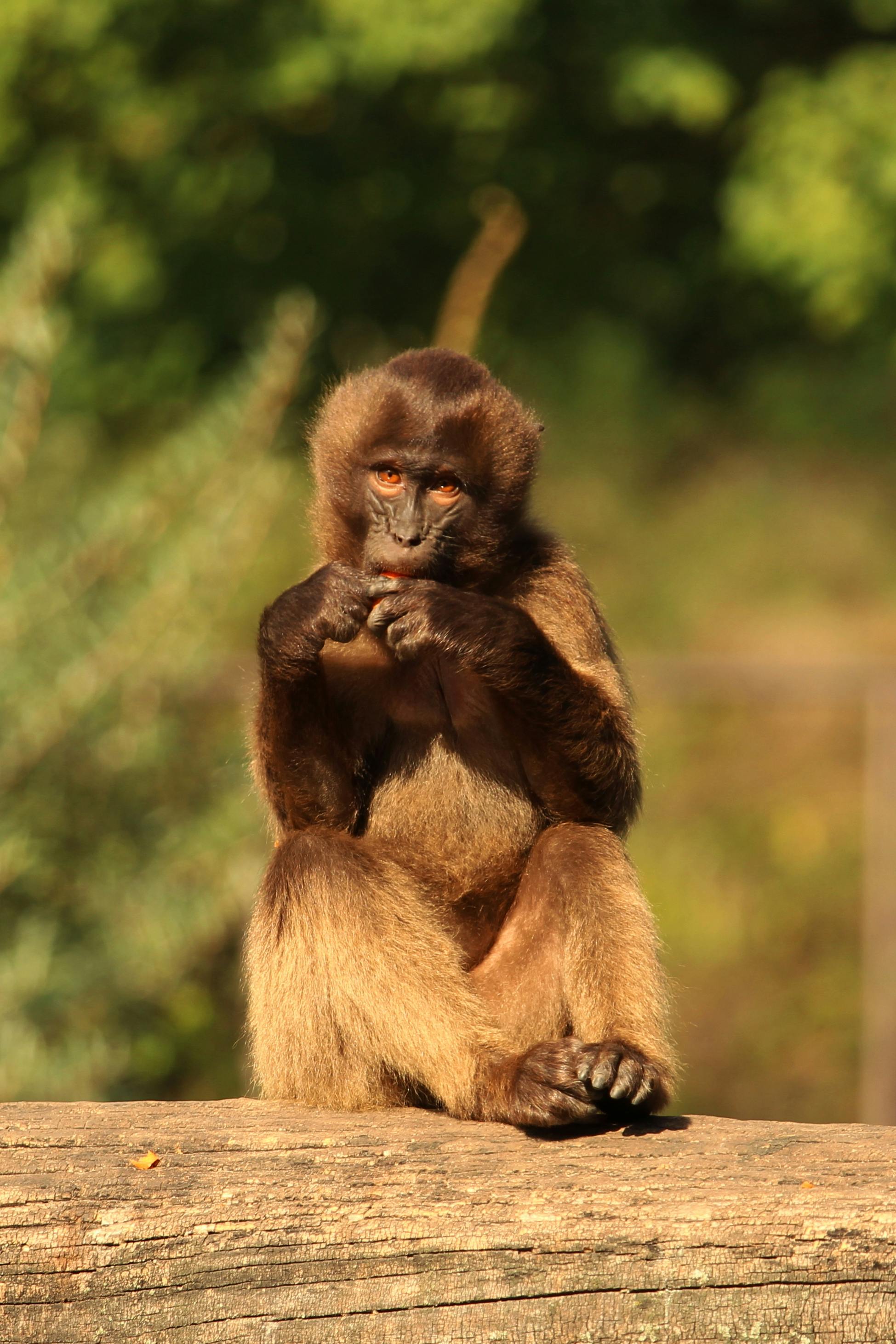 Close-Up Photo of a Monkey Sitting on a Wood · Free Stock Photo