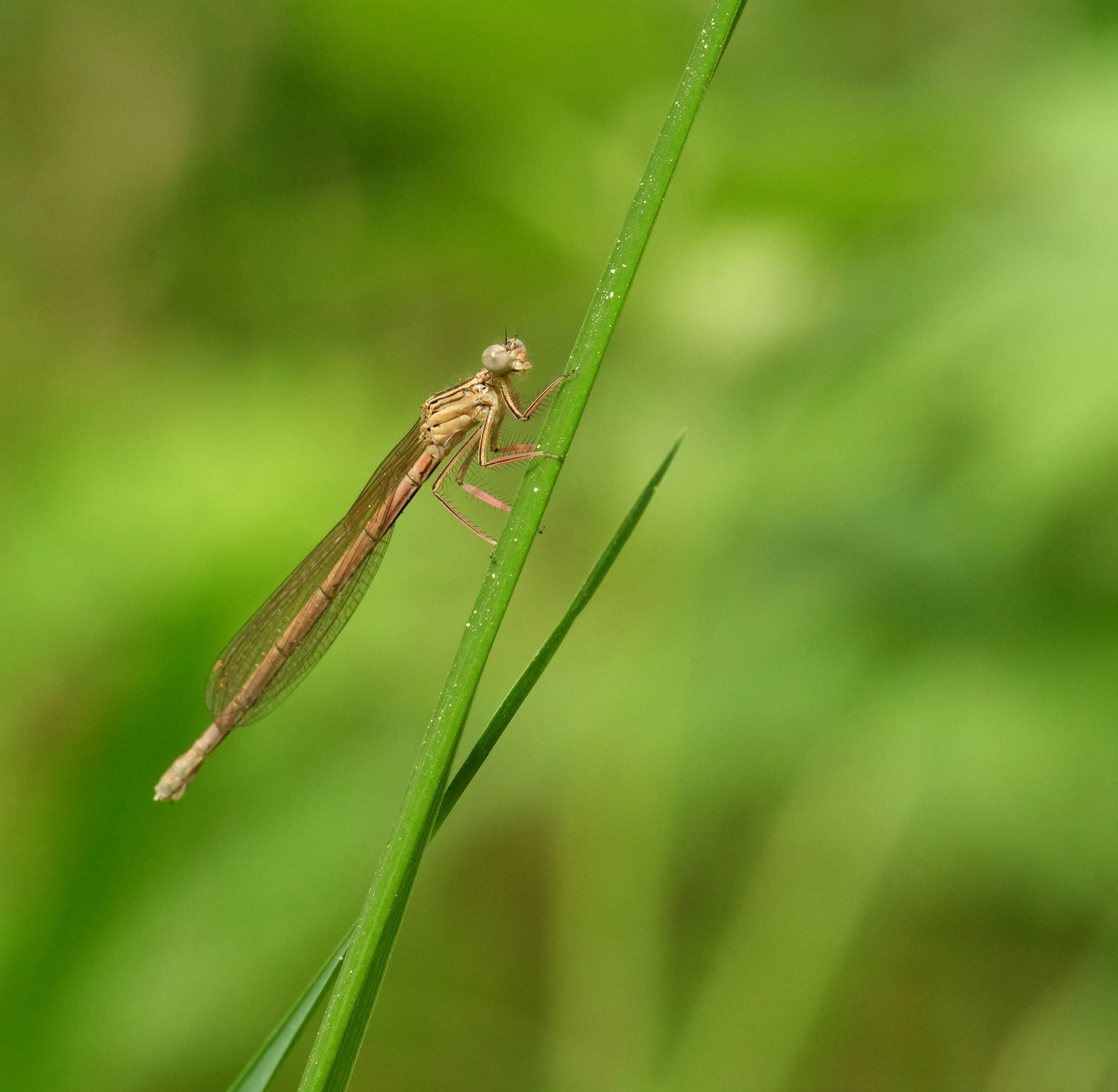 A small dragonfly sitting on top of a green stem · Free Stock Photo