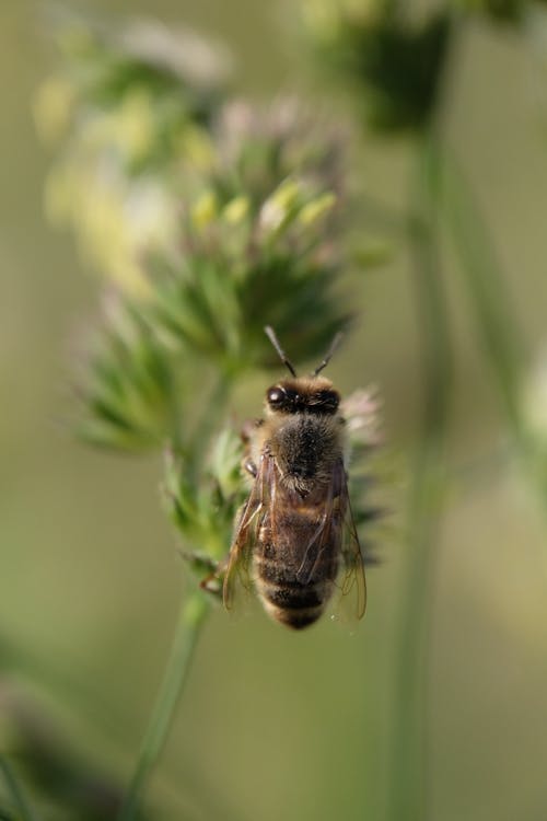 Foto d'estoc gratuïta de a bord, abelles, ala