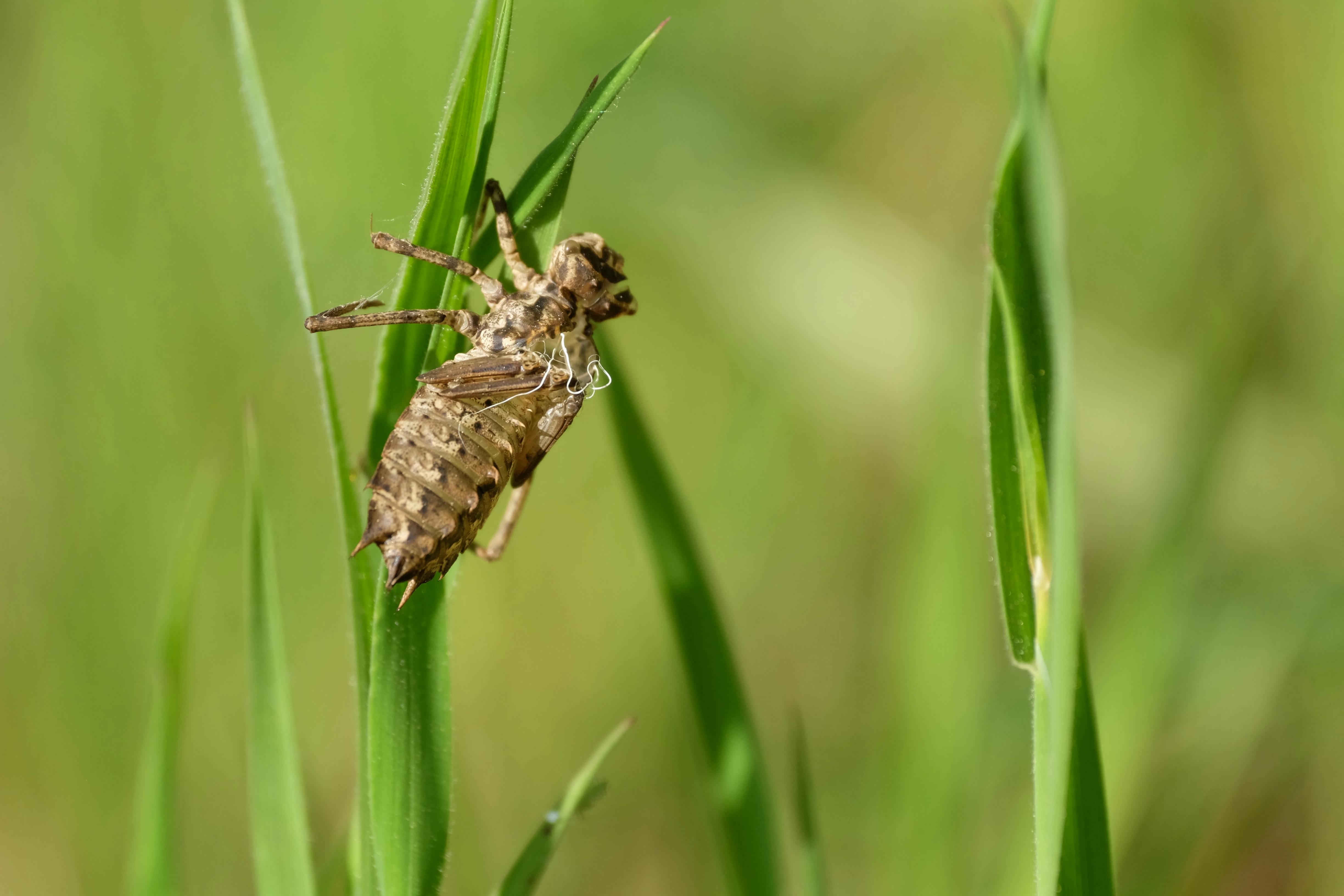 a small insect on top of some grass