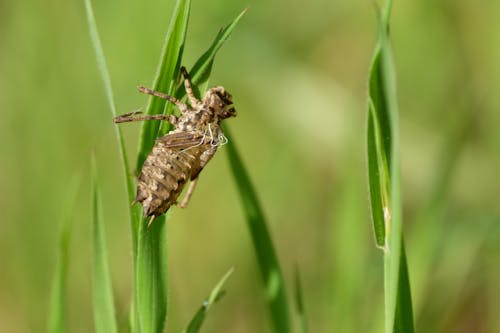 Безкоштовне стокове фото на тему «Beetle, przyroda, wildenress»