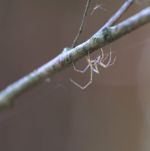 Foto d'estoc gratuïta de a bord, abelles, ala