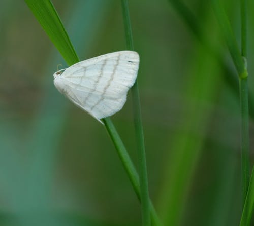 Foto d'estoc gratuïta de a bord, abelles, ala