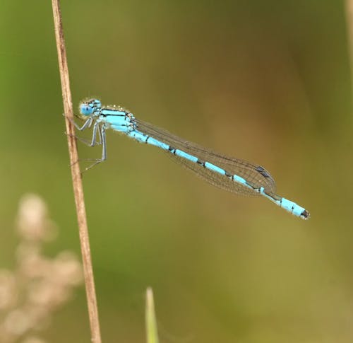 Foto d'estoc gratuïta de a bord, abelles, ala