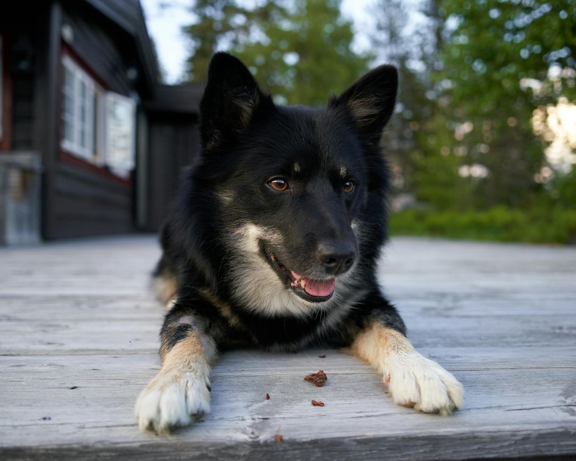 A Finnish Lapphund is playful at the cottage during a summer evening