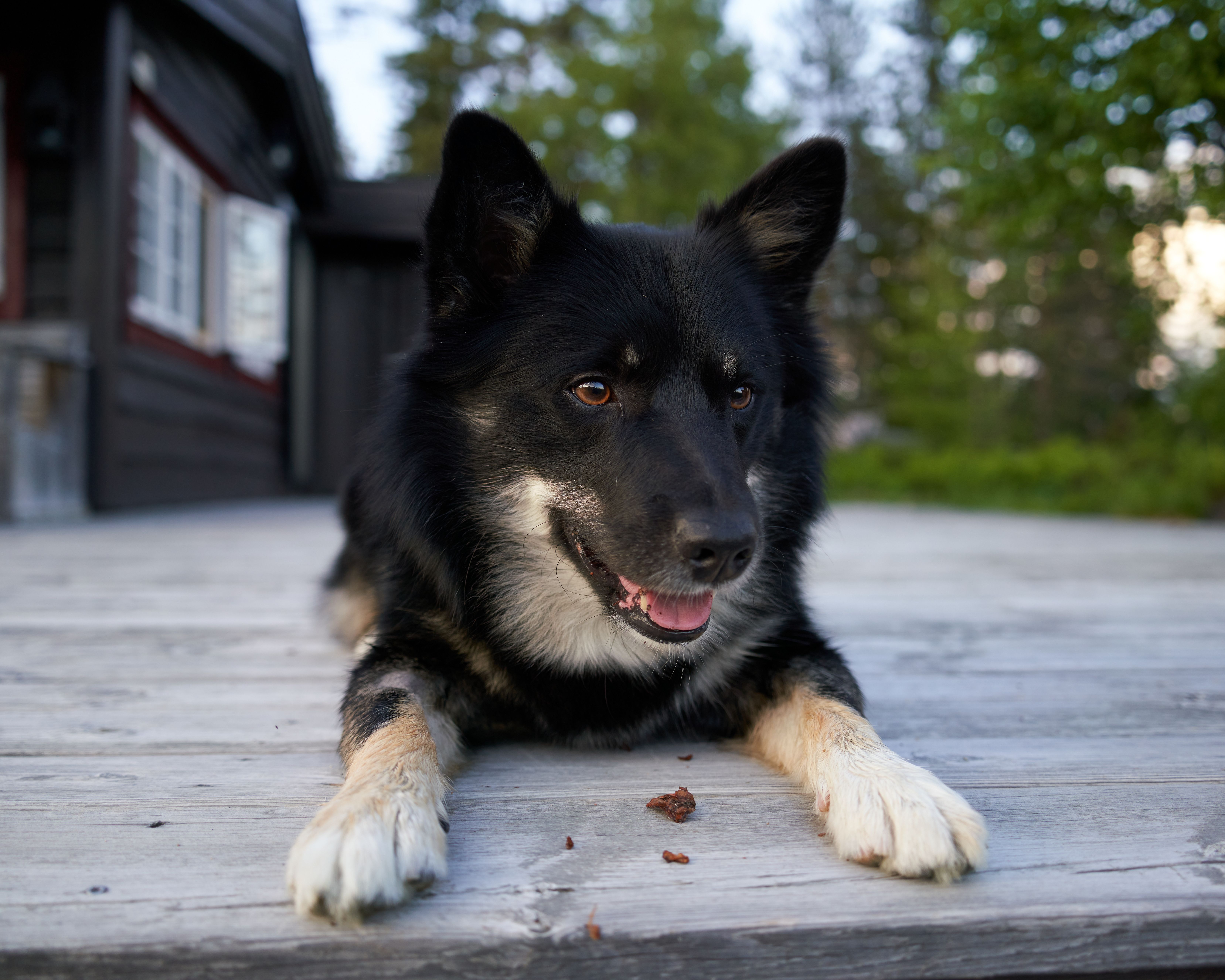 A Finnish Lapphund is playful at the cottage during a summer evening ...
