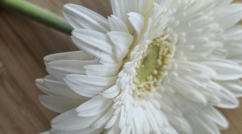 Fotos de stock gratuitas de flor, flores, hermosa flor