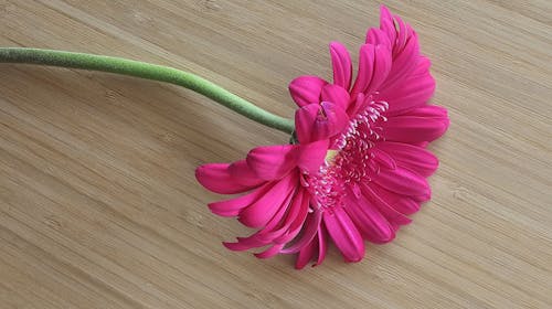 Fotobanka s bezplatnými fotkami na tému jar, krásny kvet, kvet