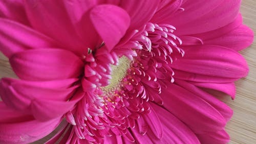 Fotos de stock gratuitas de flor, flores, hermosa flor