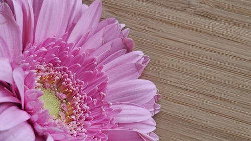 Imagine de stoc gratuită din arc, floare, floare frumoasa