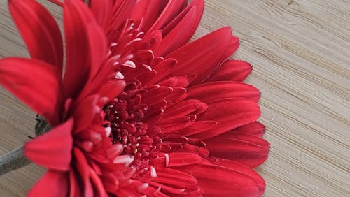 Fotos de stock gratuitas de flor, flores, hermosa flor