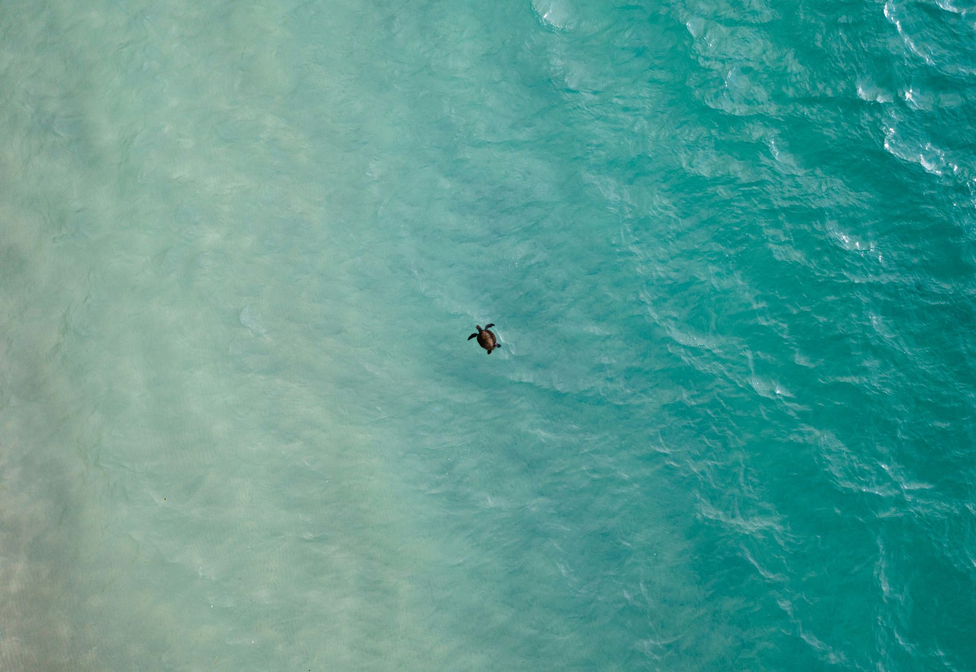 Stunning aerial view of a solitary sea turtle swimming through vibrant turquoise ocean waters.