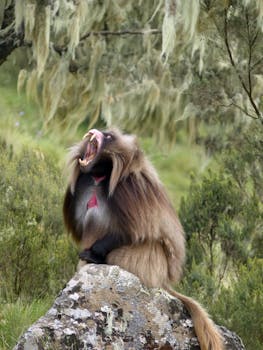 Gelada baboon roaring atop a rock in Ethiopian highlands, showcasing its distinctive features.