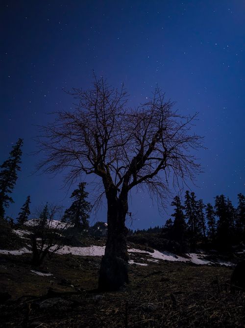 Free A lone tree under a starlit night sky amidst a rural winter landscape, perfect for serene backgrounds. Stock Photo