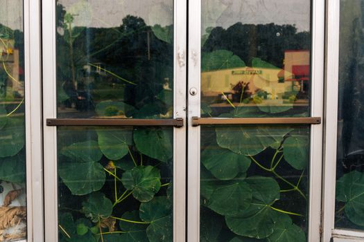 Glass doors with reflections of greenery and urban scene, capturing a contrast between nature and city life.