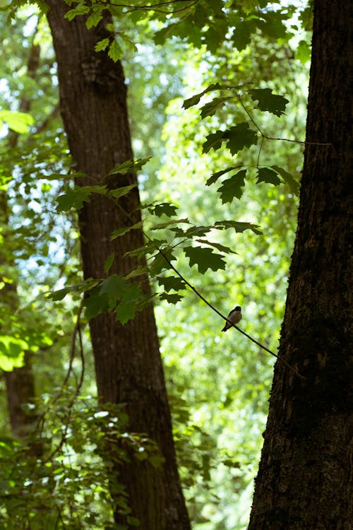 A bird is perched on a branch in the woods