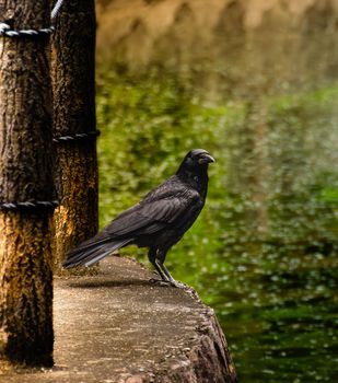 crow photo