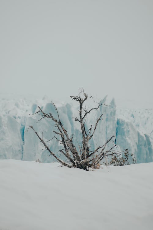 Foto d'estoc gratuïta de arbre, àrid, àrtic