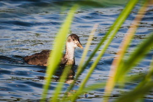Free stock photo of animal, aquatic bird, baby