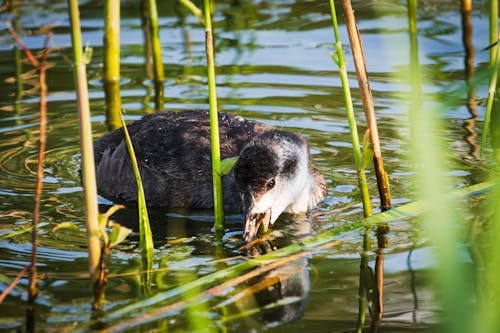 Free stock photo of animal, aquatic bird, baby