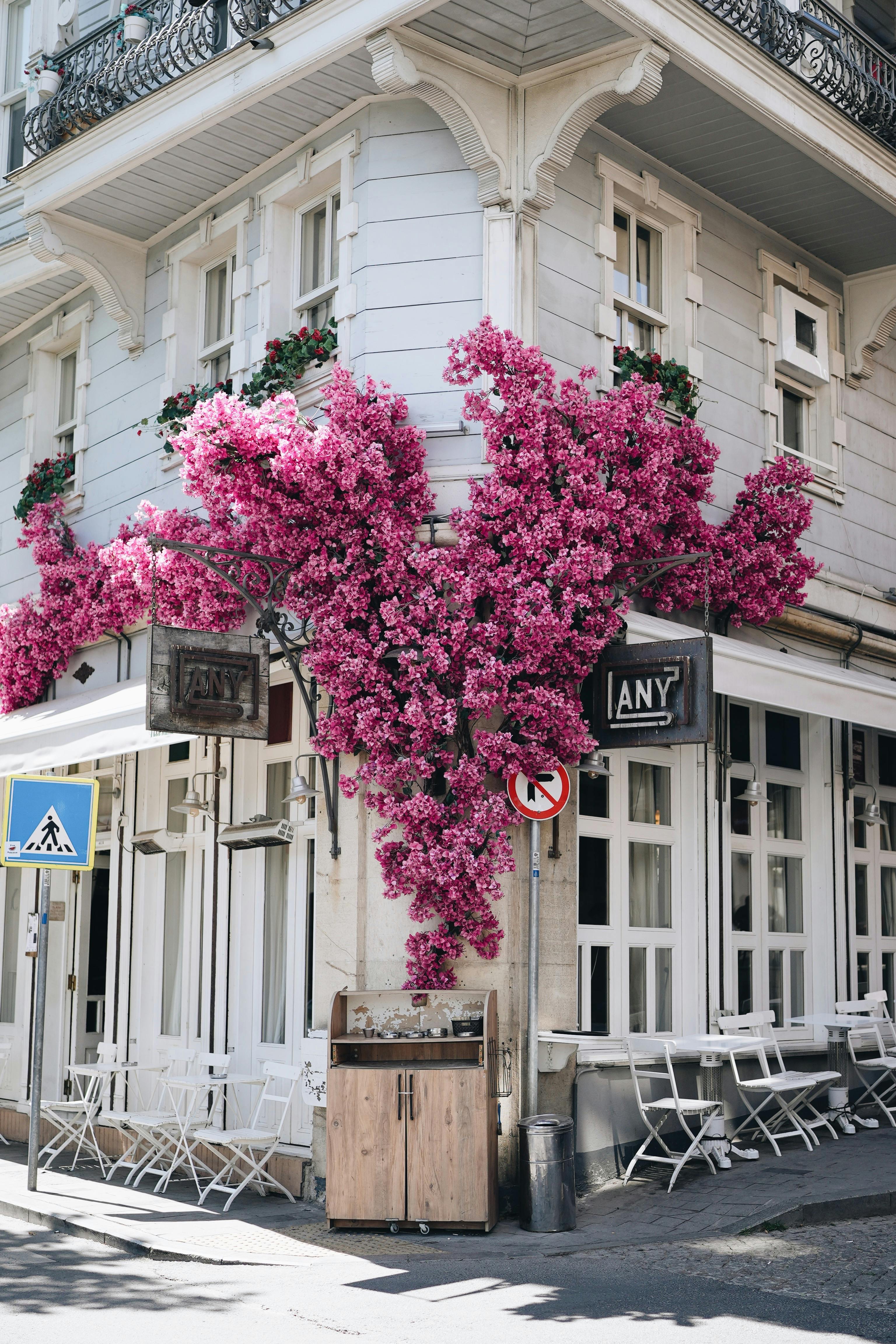Free Elegant street corner bistro adorned with bright pink bougainvillea in an urban setting. Stock Photo