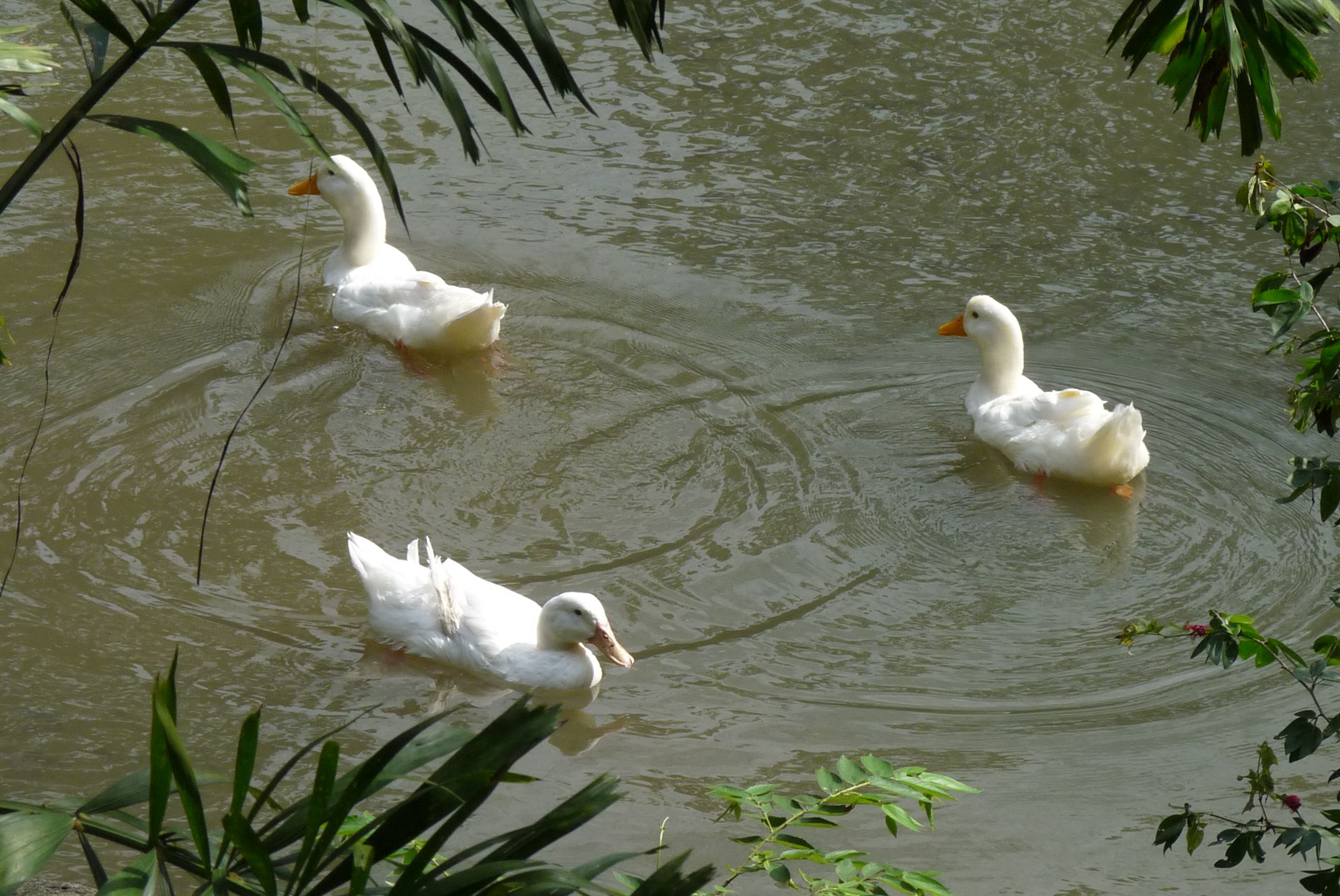 Free Stock Photo Of 3 In A Circle