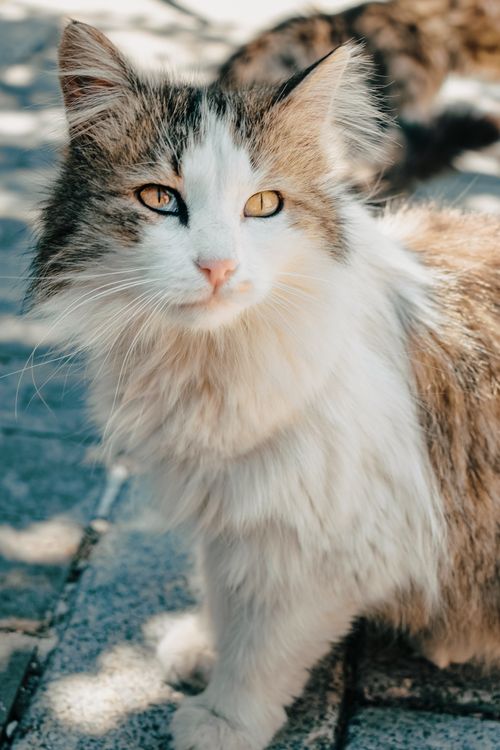 Free Close-up portrait of a longhaired cat sitting in sunlight, showcasing its fluffy fur and alert expression. Stock Photo