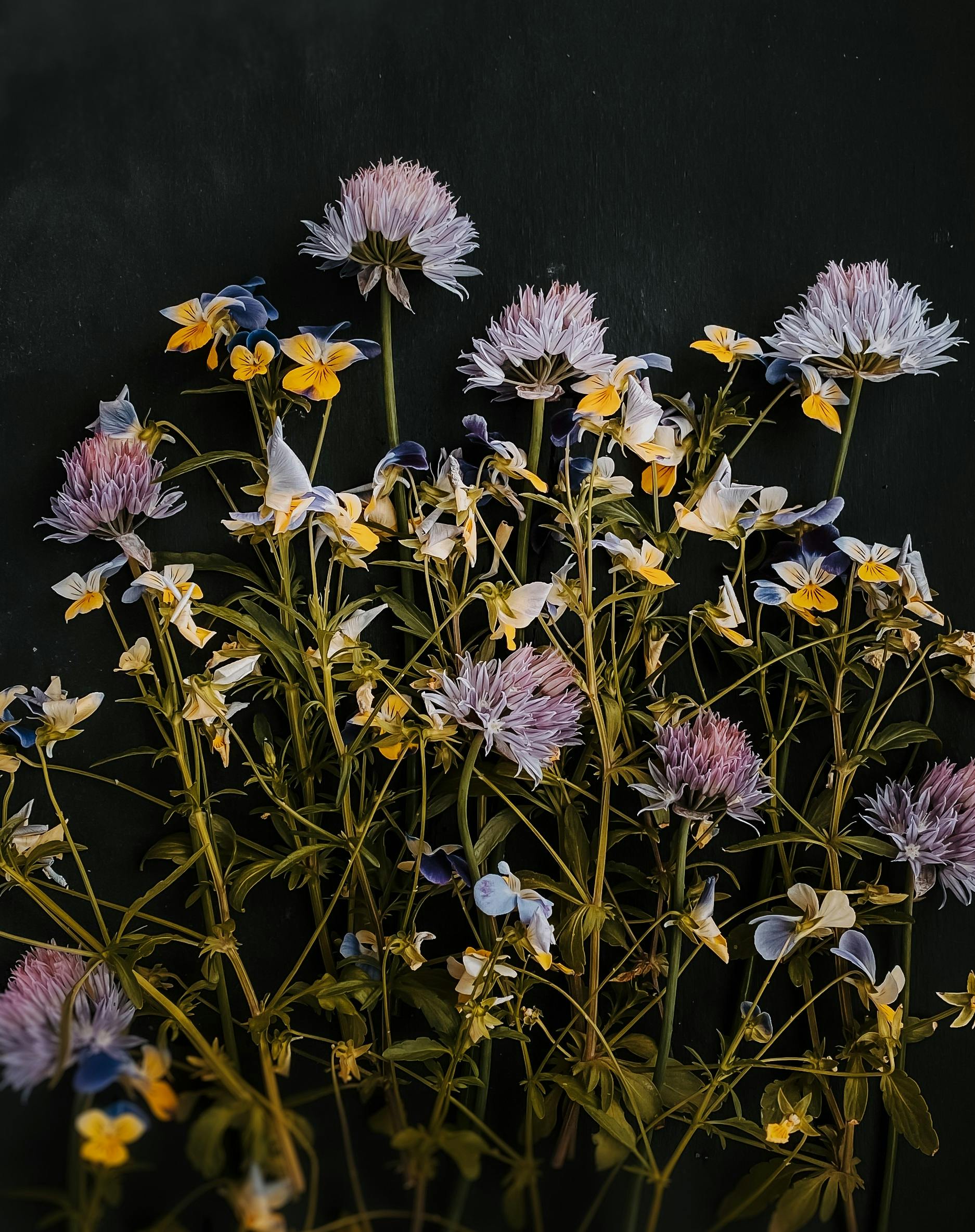 Vibrant wildflowers in full bloom creating a dramatic contrast against a dark background.