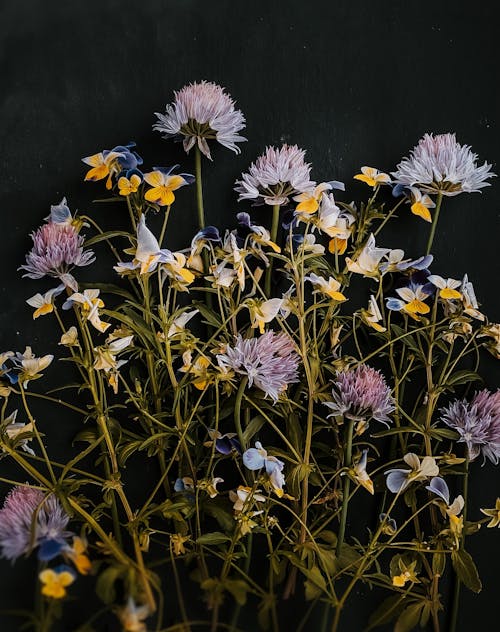 Základová fotografie zdarma na téma barva, dekorace, flóra