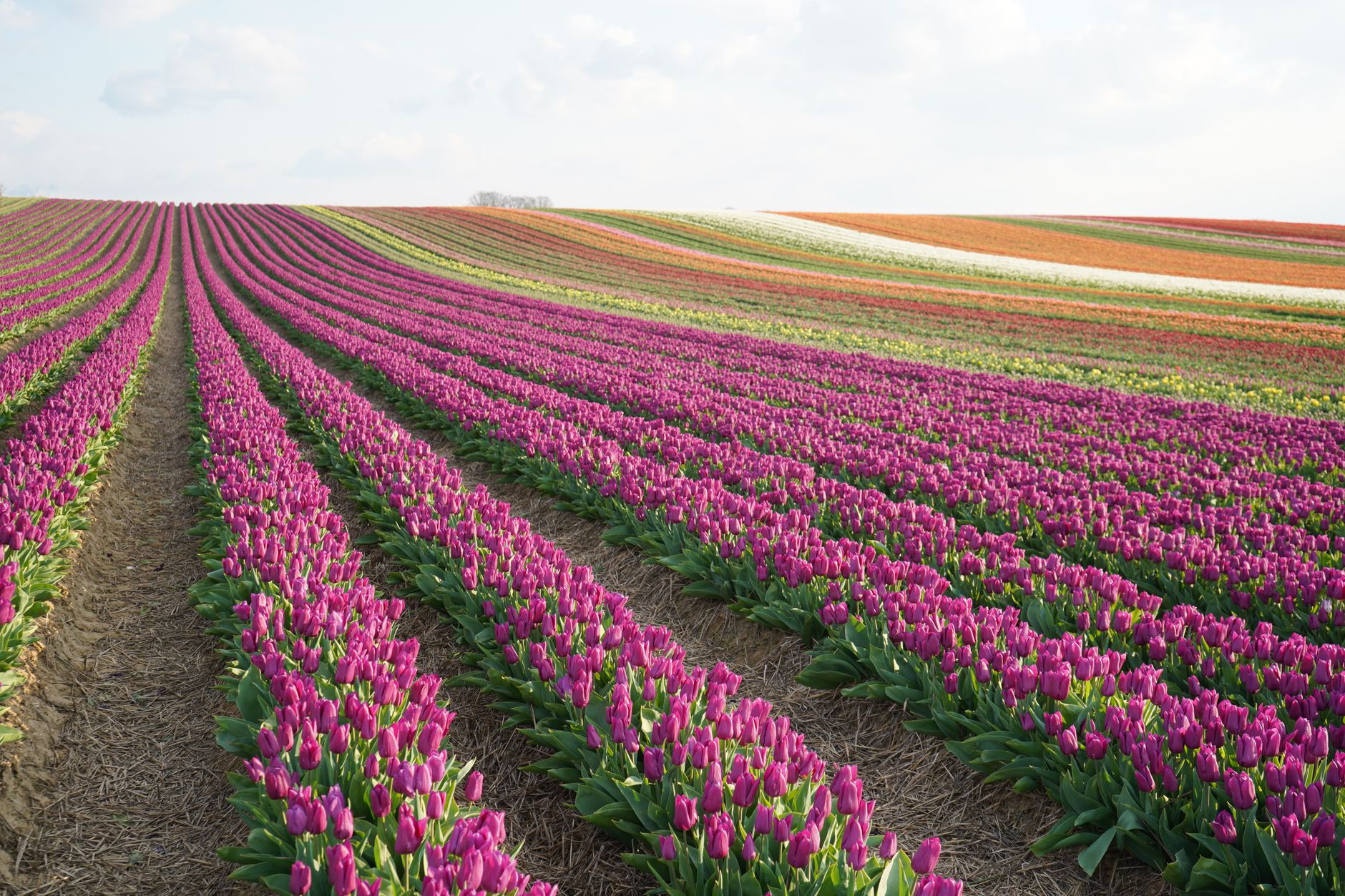 Colorful rows of tulips in blooming fields, showcasing nature's beauty during spring.