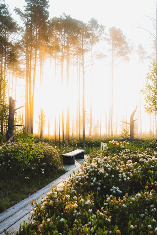 Fotos de stock gratuitas de al aire libre, amanecer, árbol