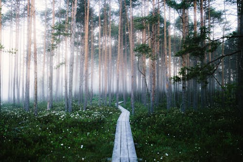 Základová fotografie zdarma na téma borovice, dřevo, krajina