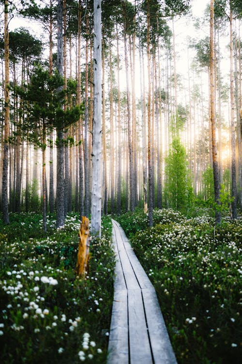 Immagine gratuita di alba, albero, ambiente