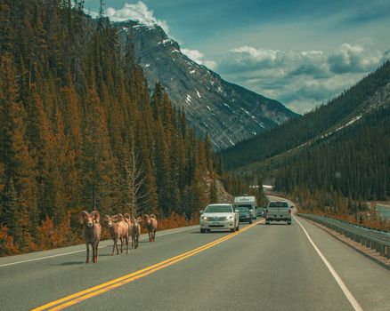 Bighorn sheep walk on a road surrounded by mountains in Banff National Park, Canada.