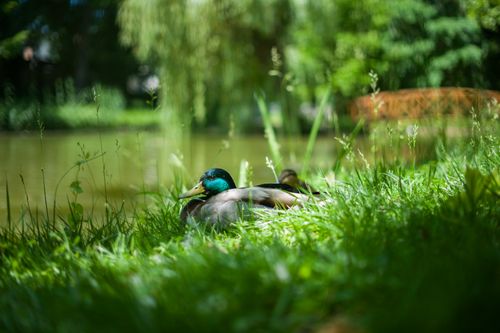 Free Close-up of a male mallard duck sitting on grass by a pond in a sunlit park. Stock Photo