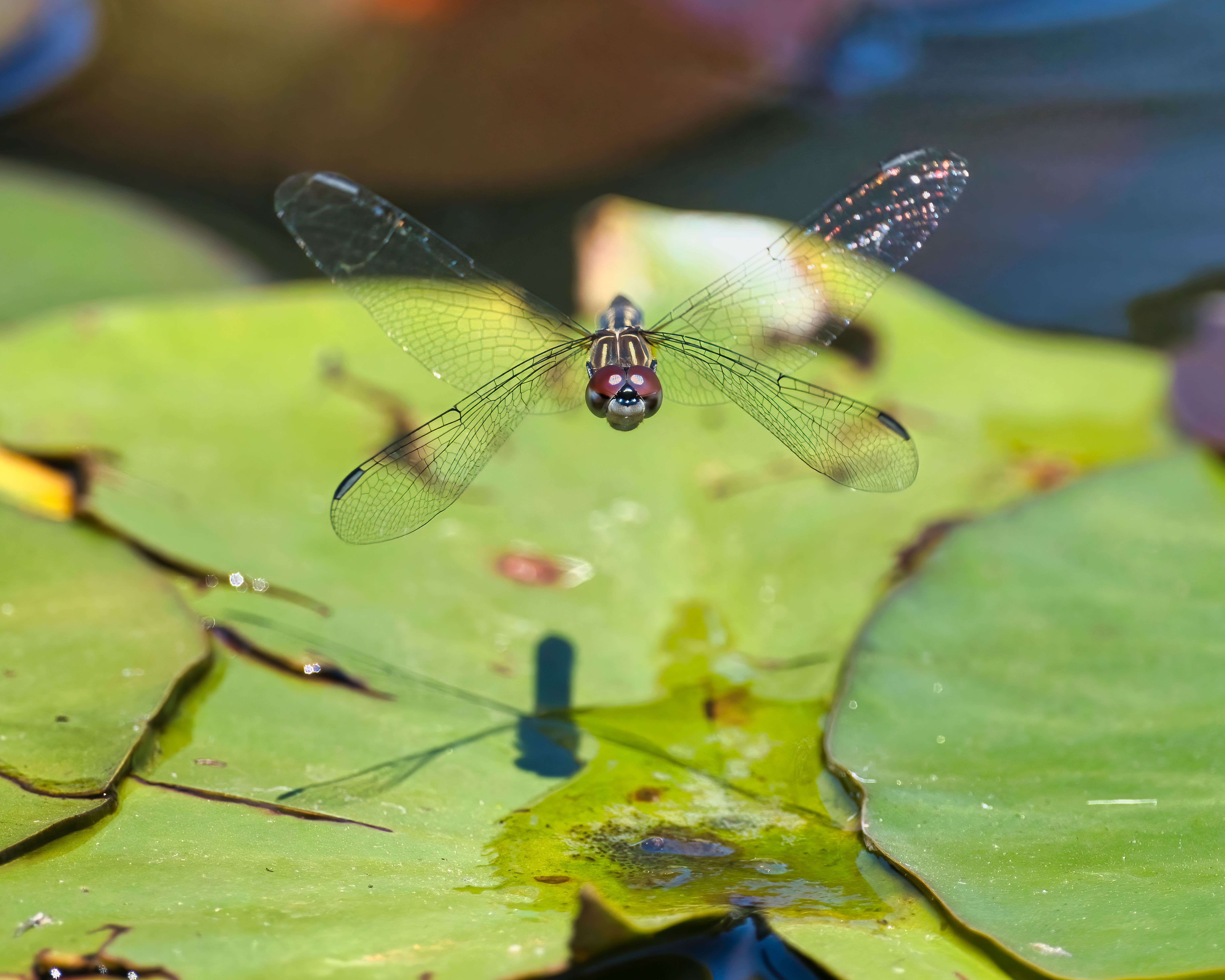 Female Blue Dasher Dragonfly · Free Stock Photo