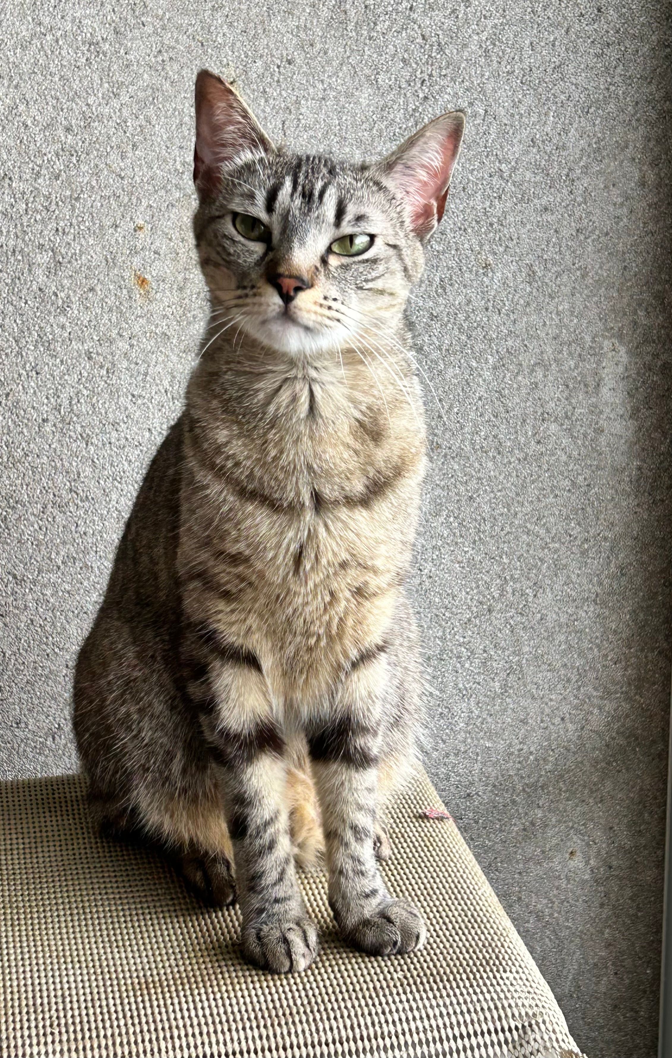 Close-up of a curious tabby cat sitting on a chair indoors, showing a typical feline expression.