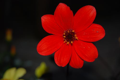 Free stock photo of flower, flower petal, garden