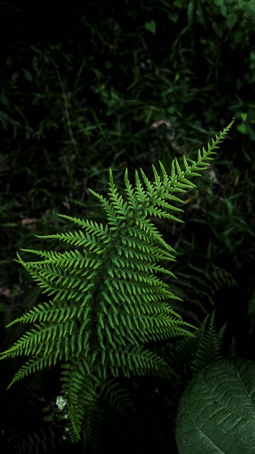 Free A vibrant green fern leaf captured in its natural forest environment, showcasing intricate details and vivid color. Stock Photo
