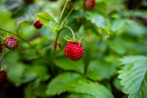 Free Close-up of ripe wild strawberries with green leaves in a natural setting. Stock Photo