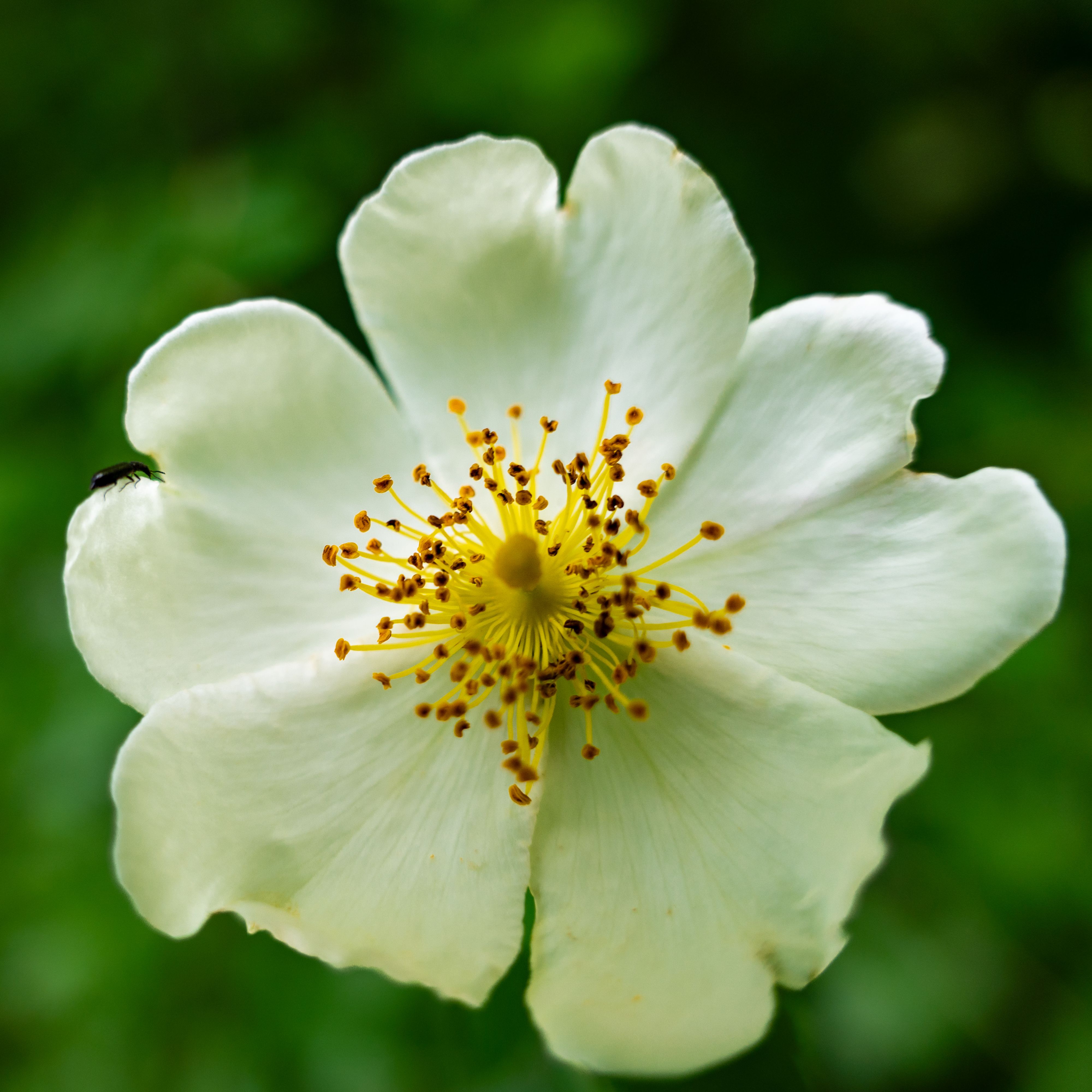 Field Rose Up Close · Free Stock Photo