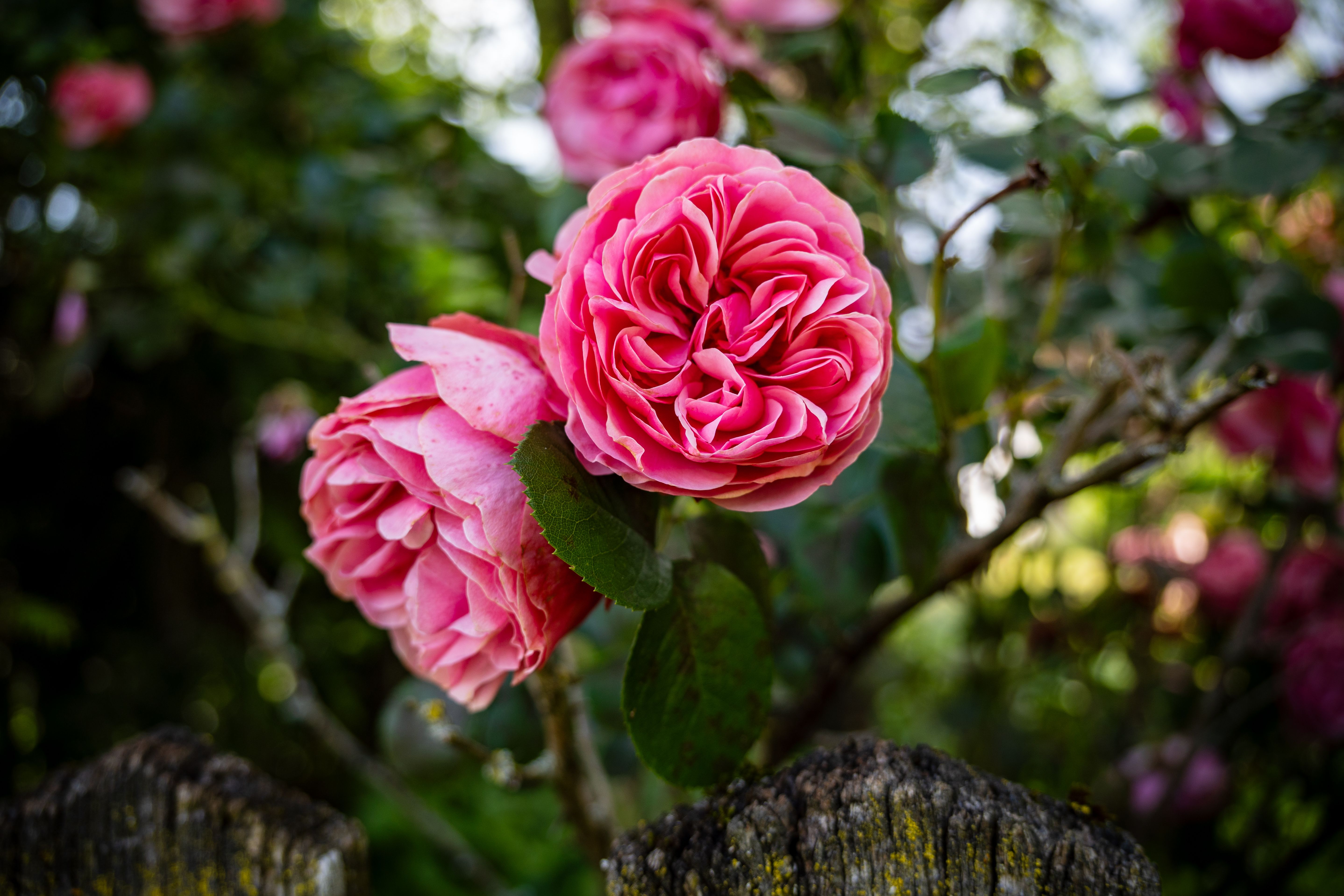 Pink roses growing in a garden — rose pruning tools Surrey BC