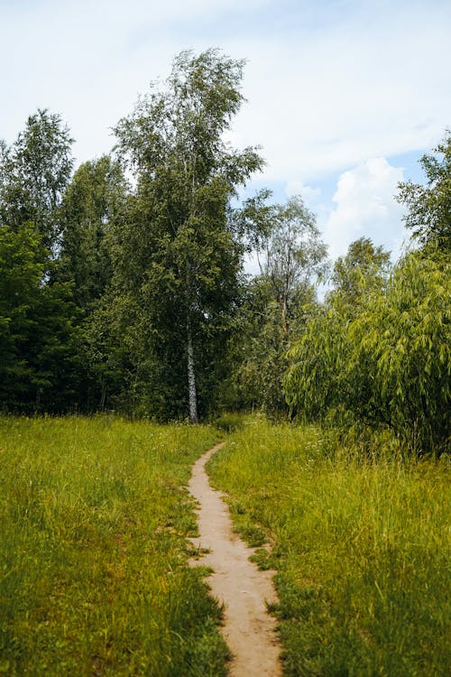 Kostenloses Stock Foto zu außerorts, baum, beratung