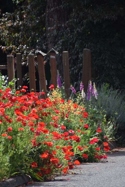 Free Colorful poppy blooms alongside a rustic path in summer sunlight. Stock Photo