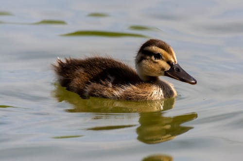 A duckling swimming in the water