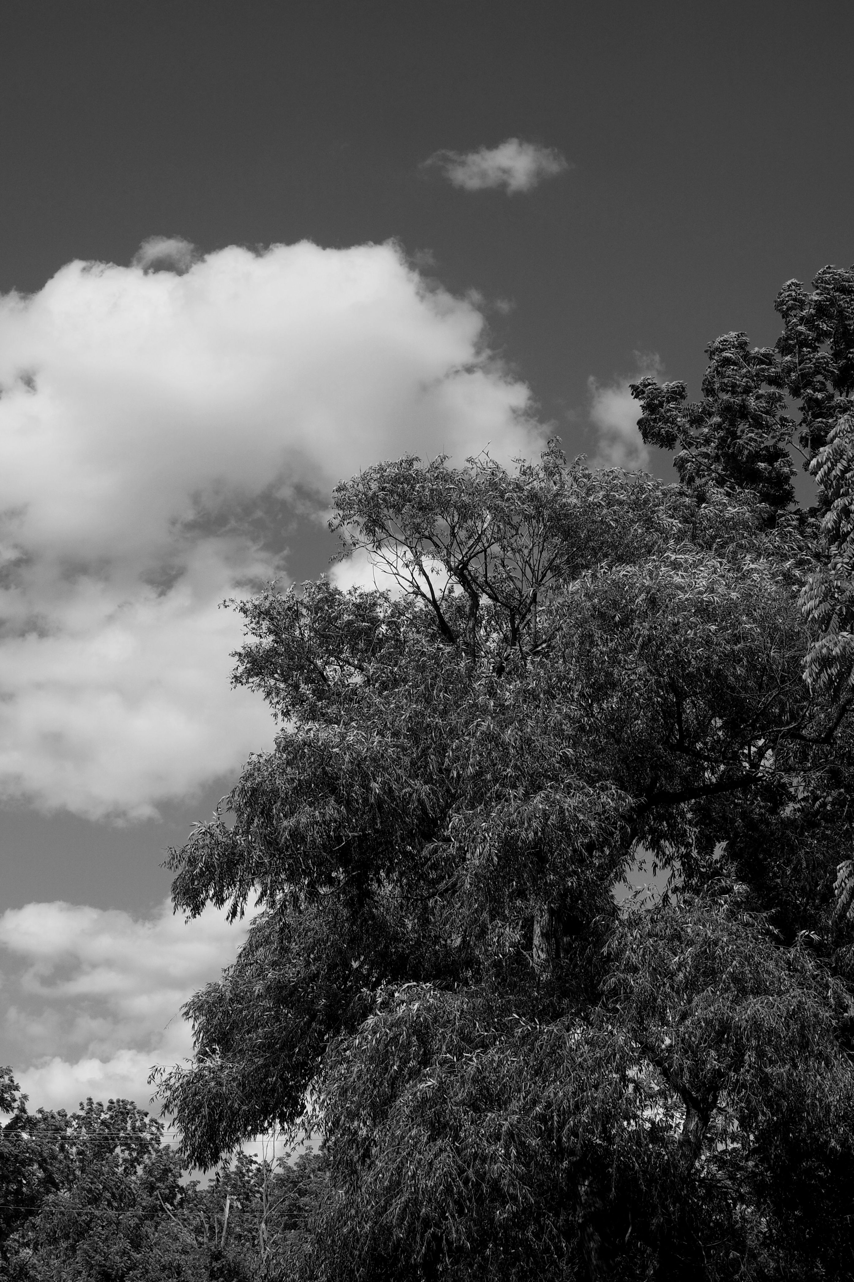 Tall Tree Crowns against Cloudy Sky · Free Stock Photo