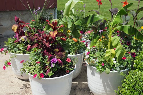 Colorful flowers in the pottery.