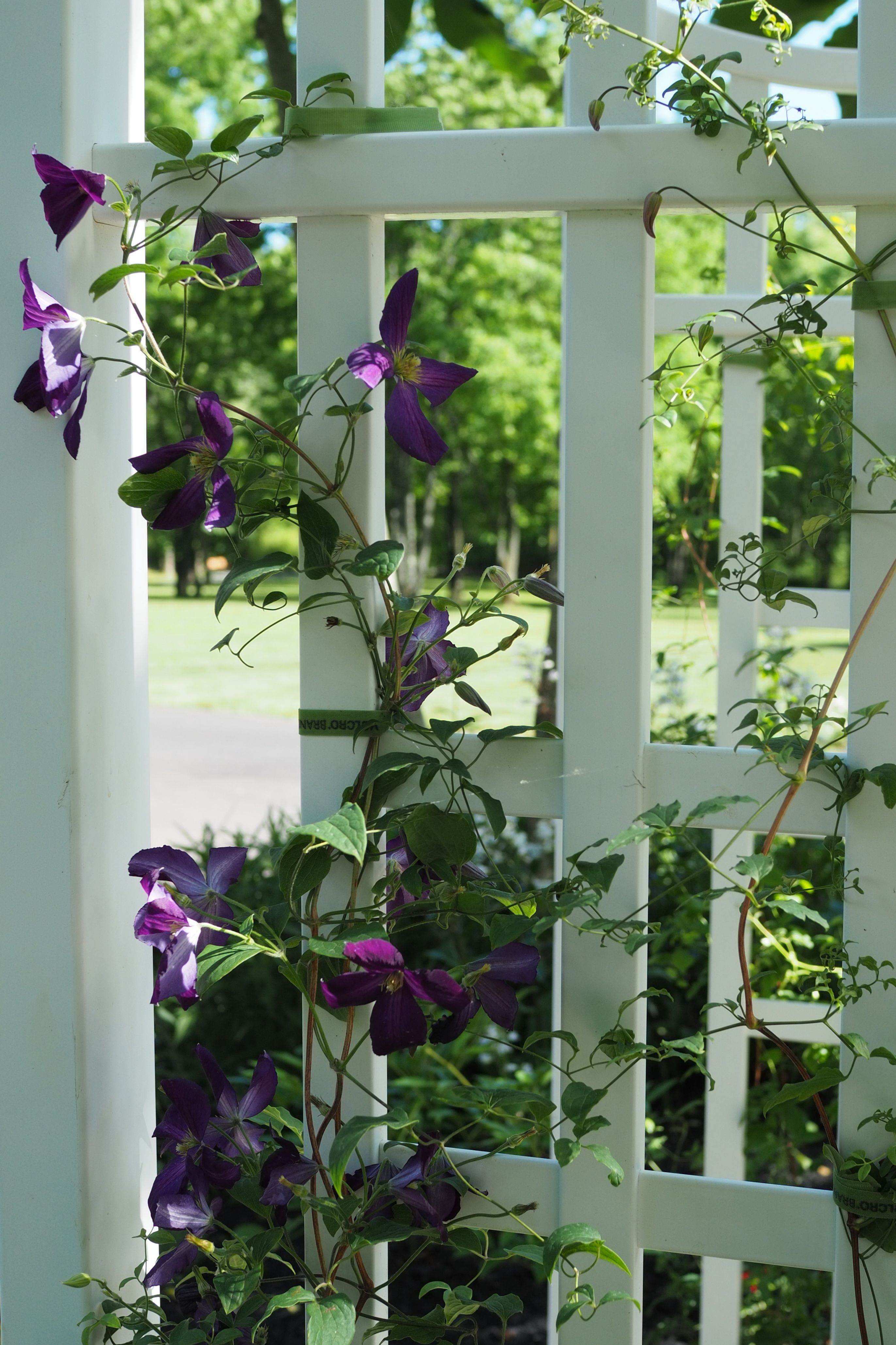 Purple Flowers Growing on Arbor White Fence · Free Stock Photo