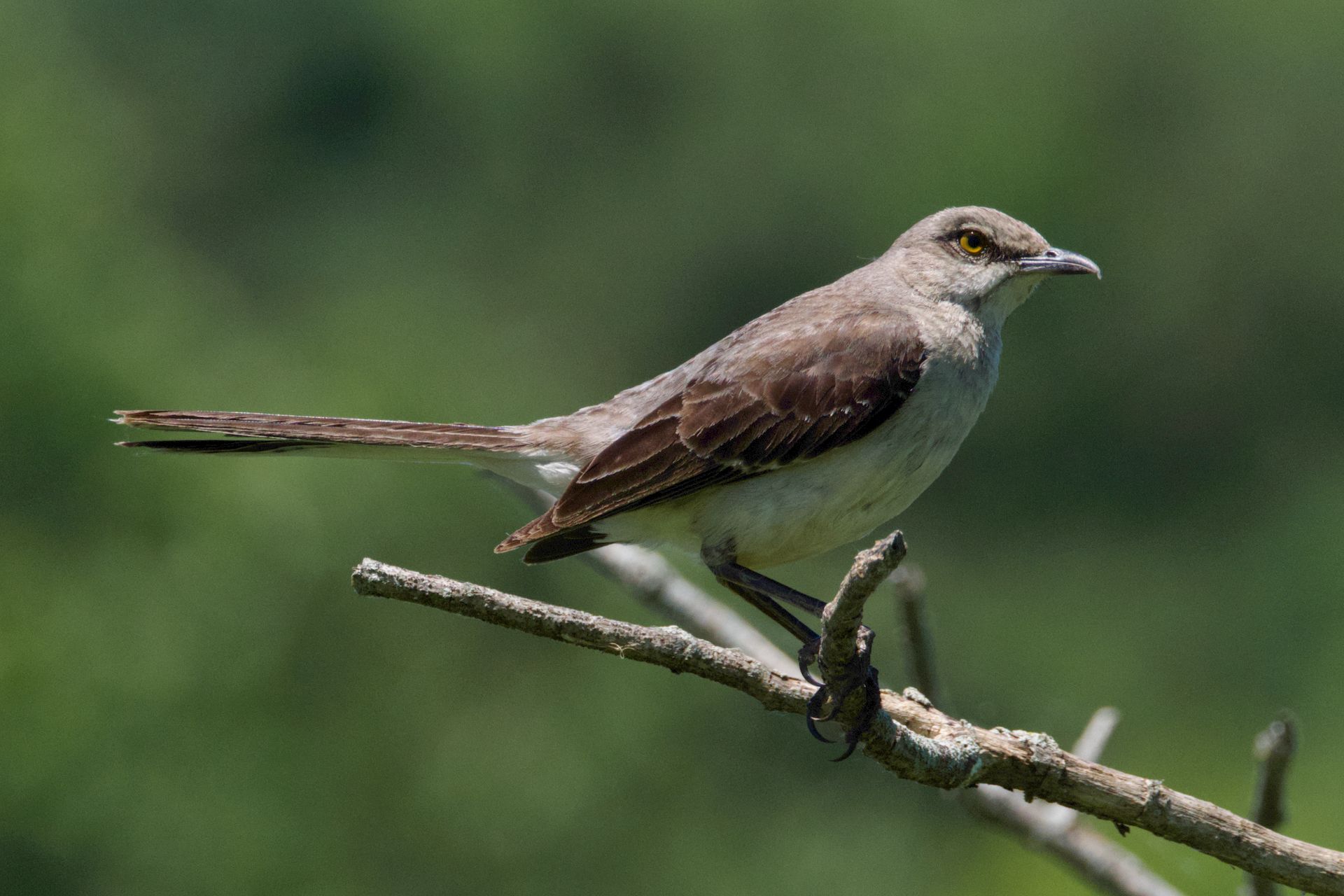 A Northern Mockingbird (Mimus polyglottos) perched on a branch in Decatur, AL.